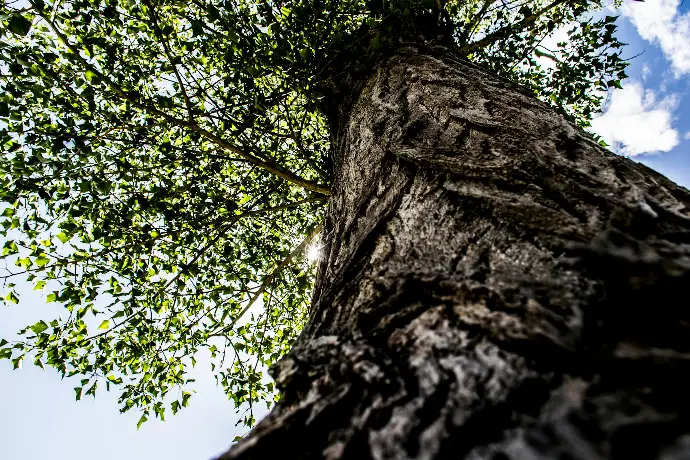 low angle photography of green tree during daytime